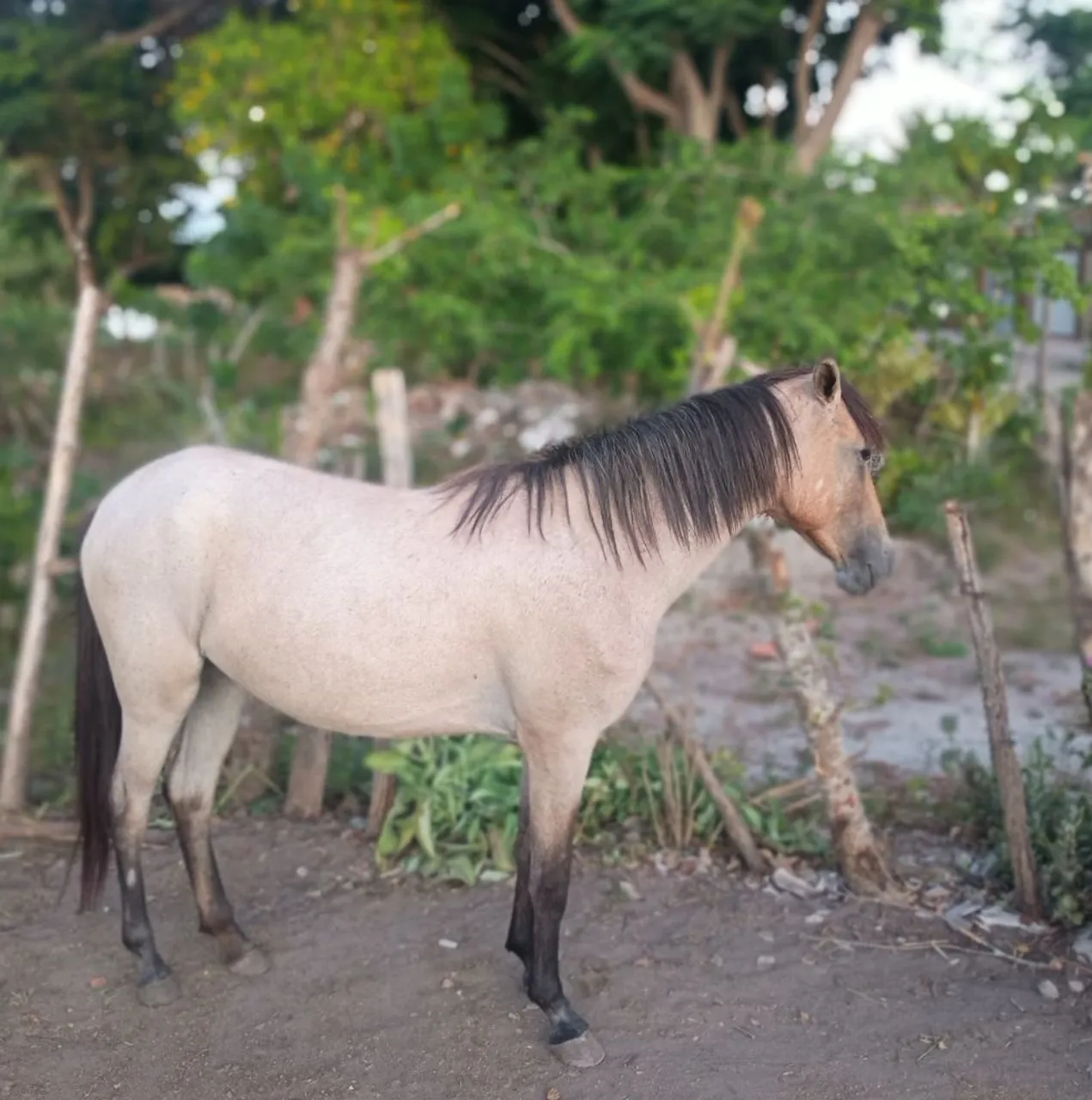 Vendo potra pequira 