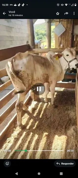 Vendo dois tourinhos 