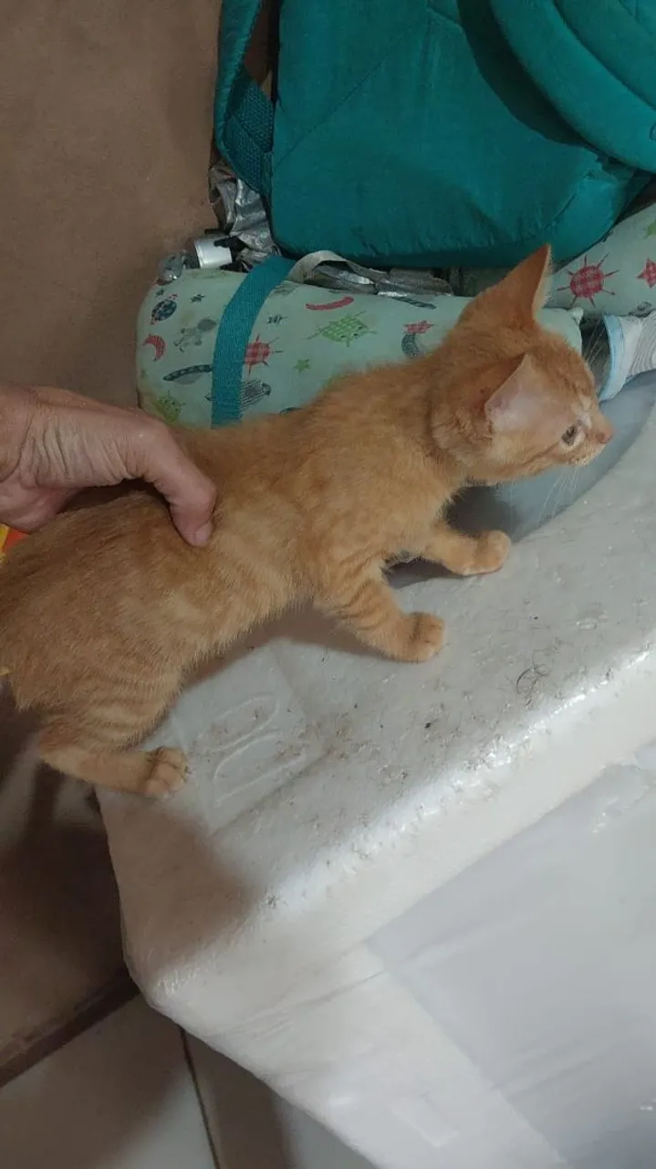 Gatinho Lindo para Adoção - Laranja