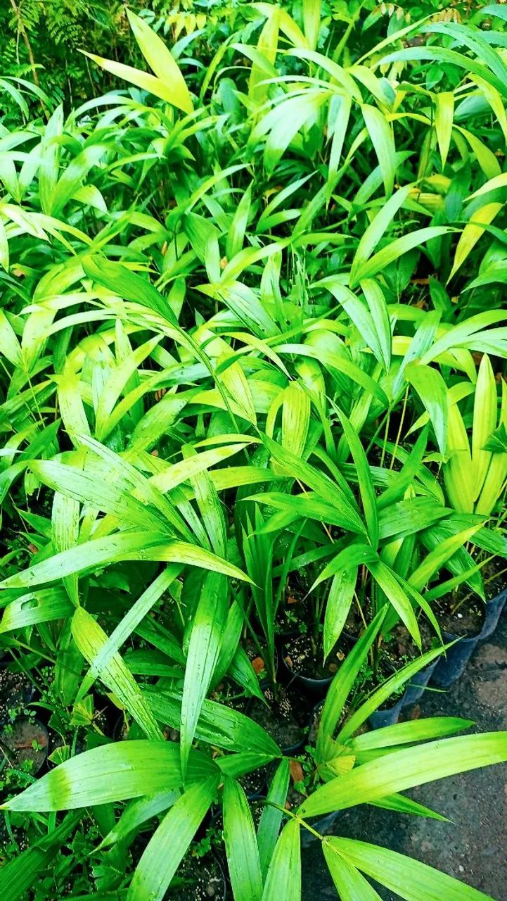 Vendo mudas frutíferas de pequeno porte  - Foto 4