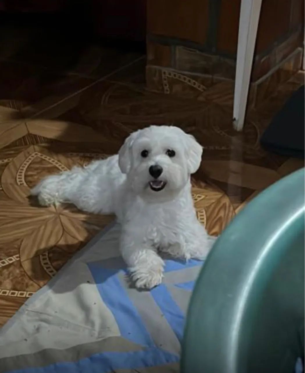 Maltês em busca de namorada  - Foto 2