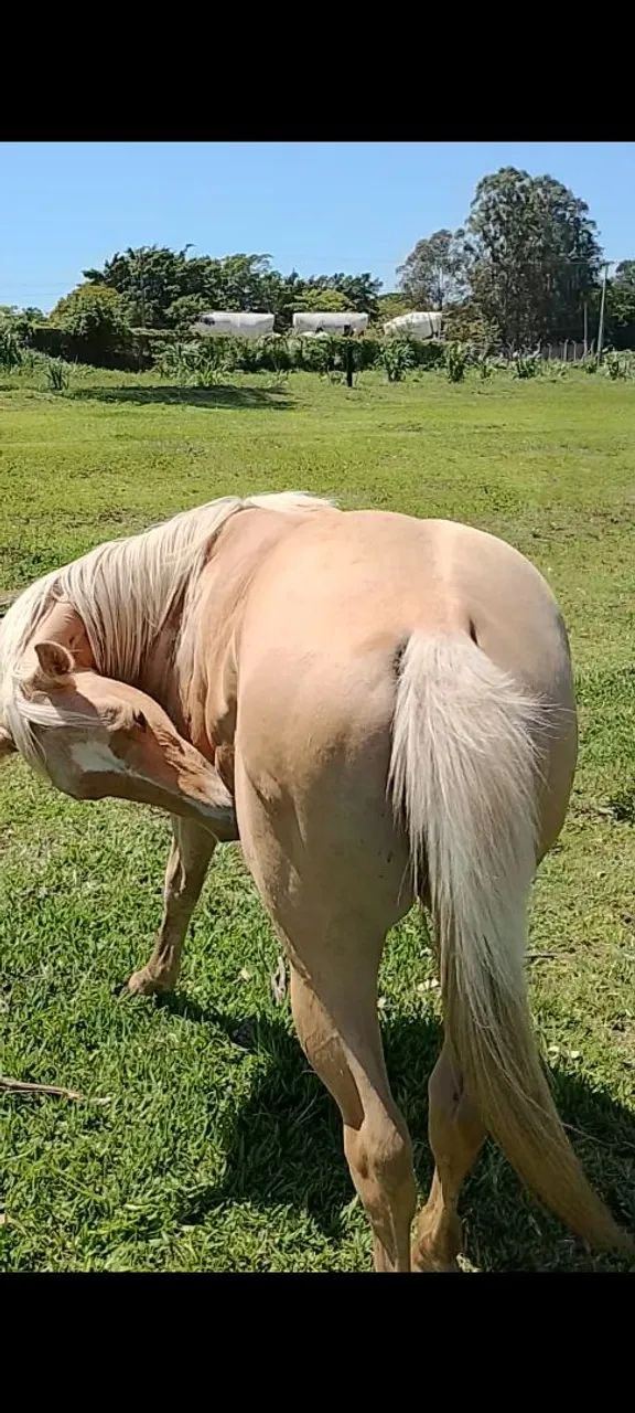 Potra Quarto de Milha a Venda  - Foto 4