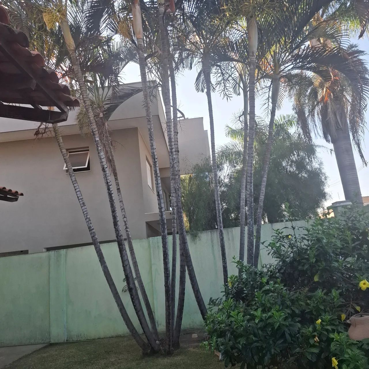 2 Palmeira adulta com 7 troncos e 5 troncos