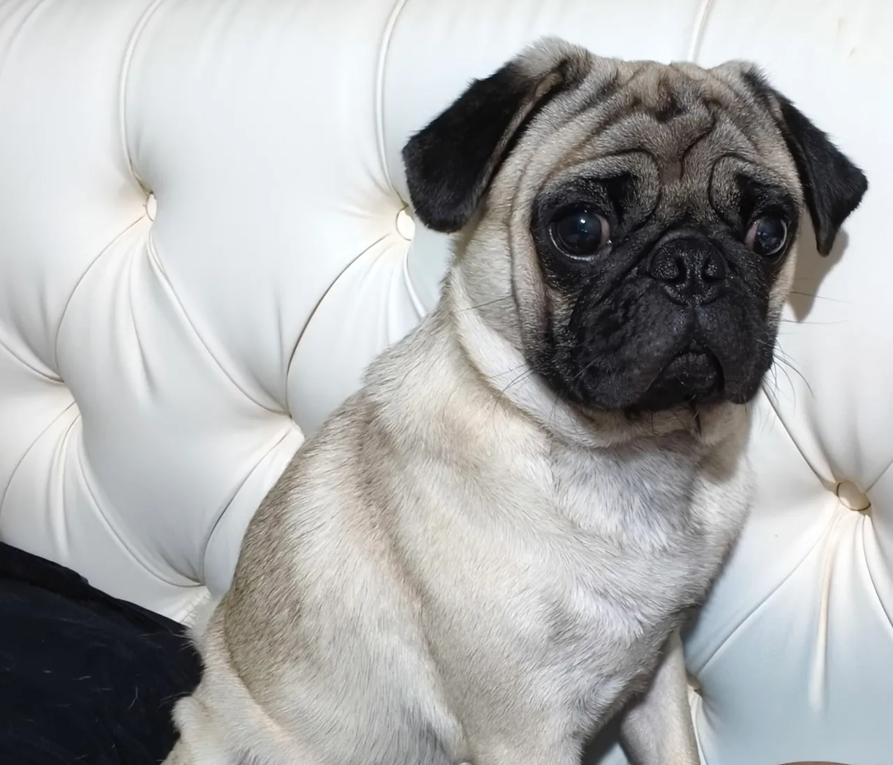 PUG ABRICORT ,PAIS COM PEDIGREE FILHOTES