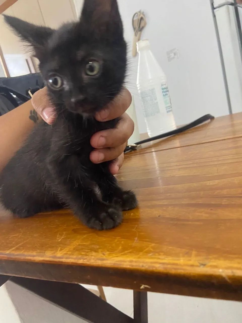 Adoção responsável fêmea  - Foto 3