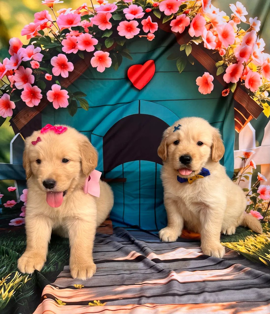 Golden Retriever filhotes recibo pedigree garantias - Foto 4