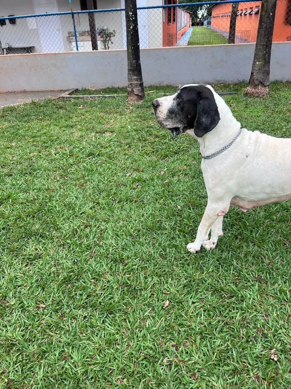 Dogue alemão fêmea  - Foto 2