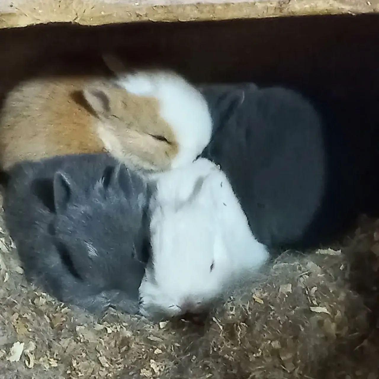 Netherland Darf Importado Coelho anão  - Foto 4