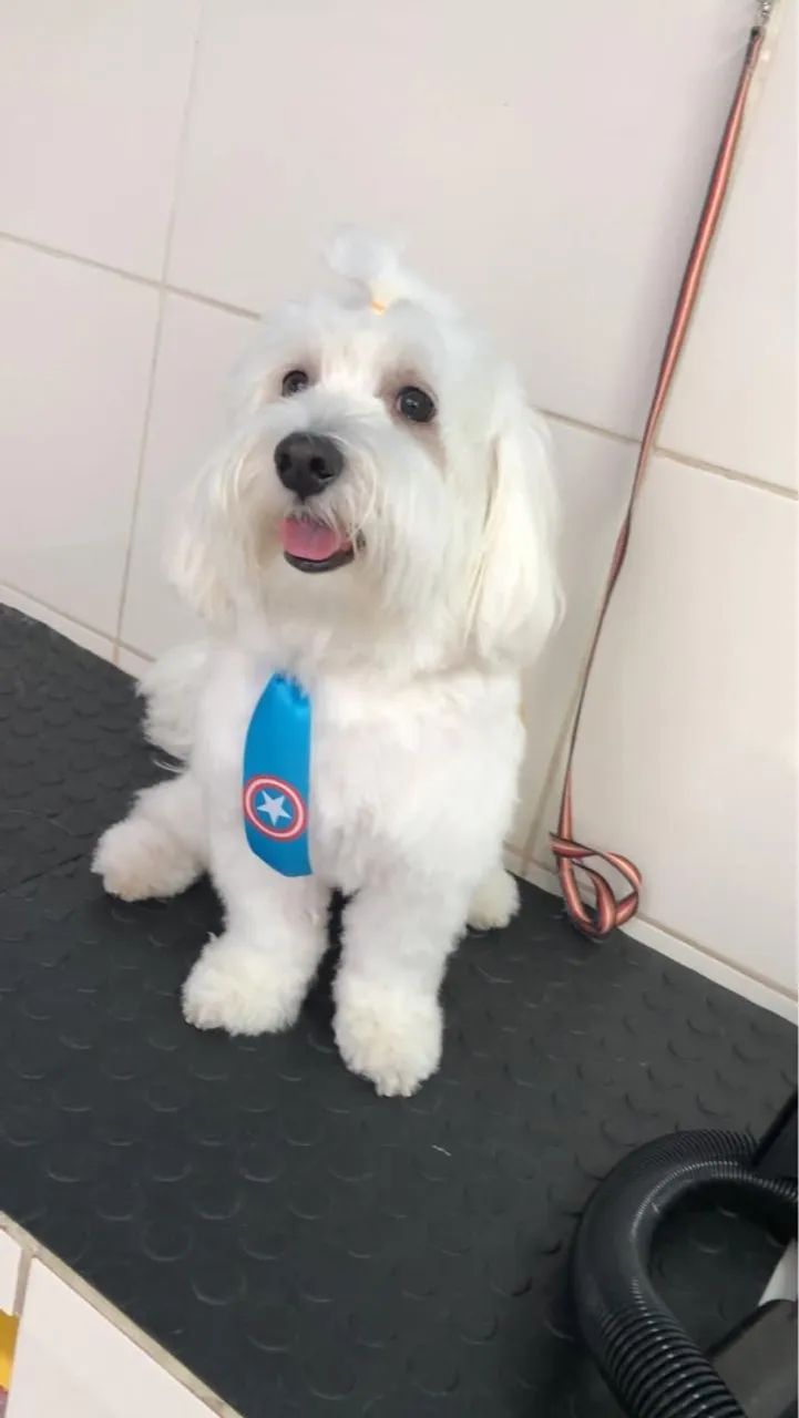 Maltês em busca de namorada 