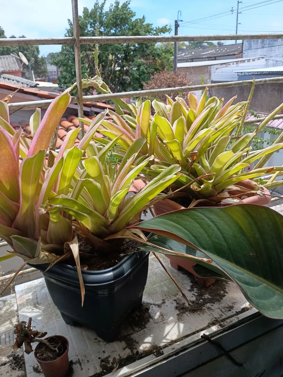 Vende se planta - Foto 5