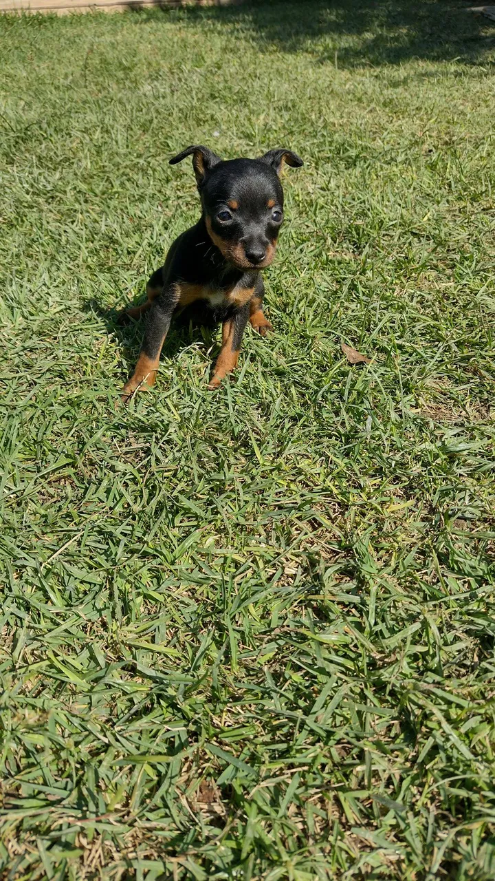 Filhote de Pinscher femea