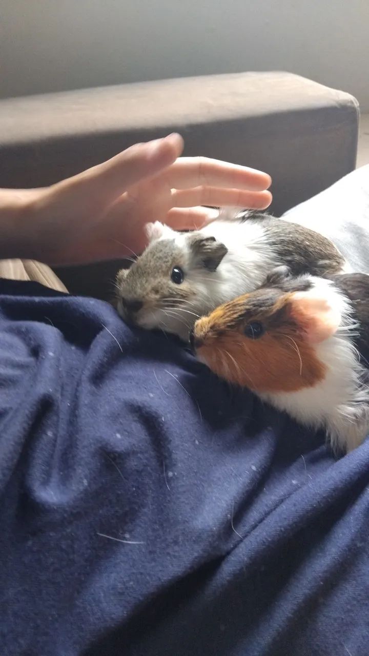  porquinhos da india para venda