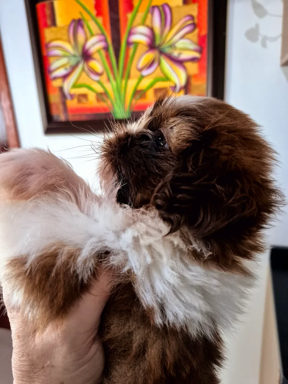 Shih Tzu filhote
