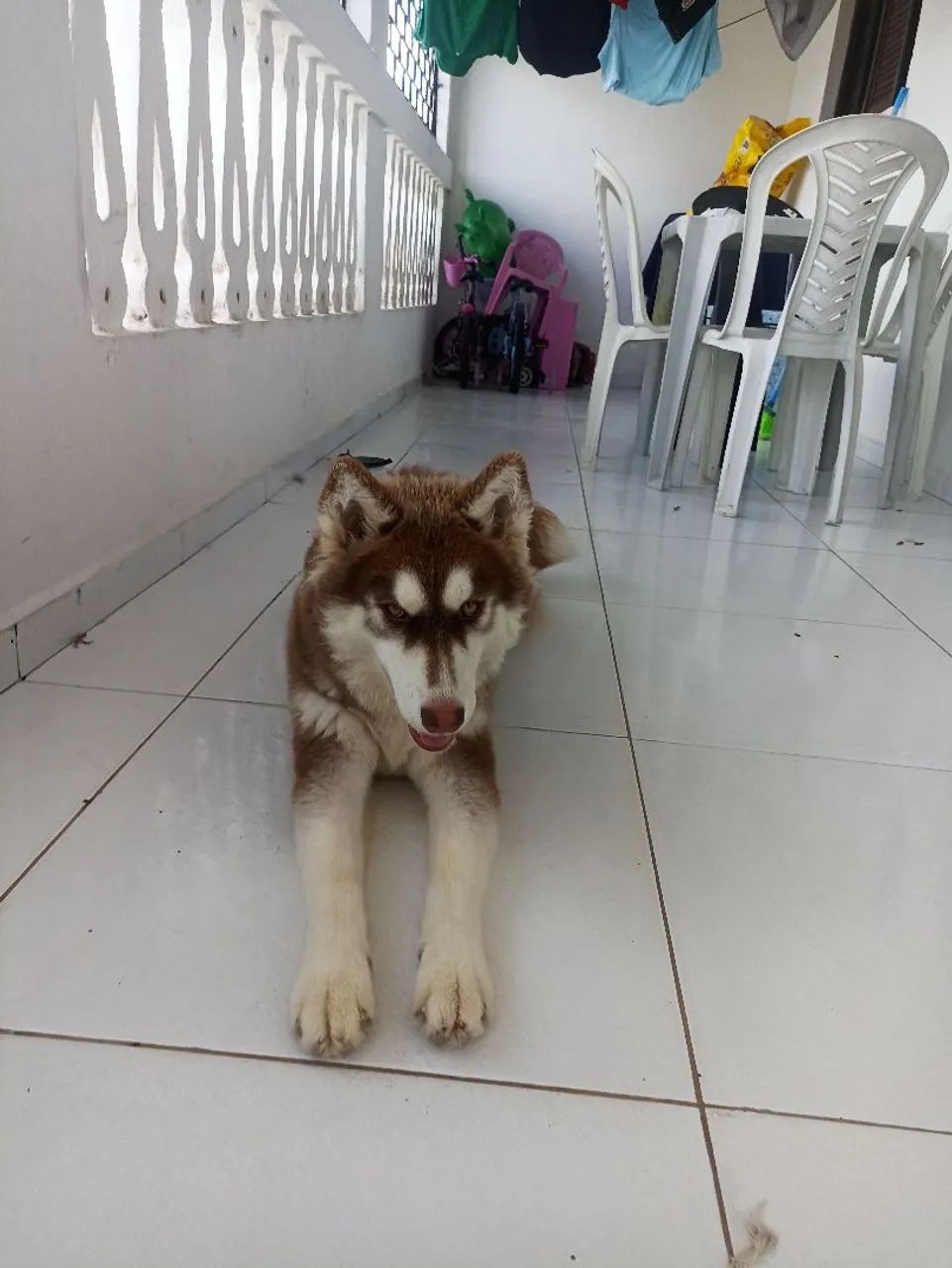 Lindo filhote de Husky Siberiano