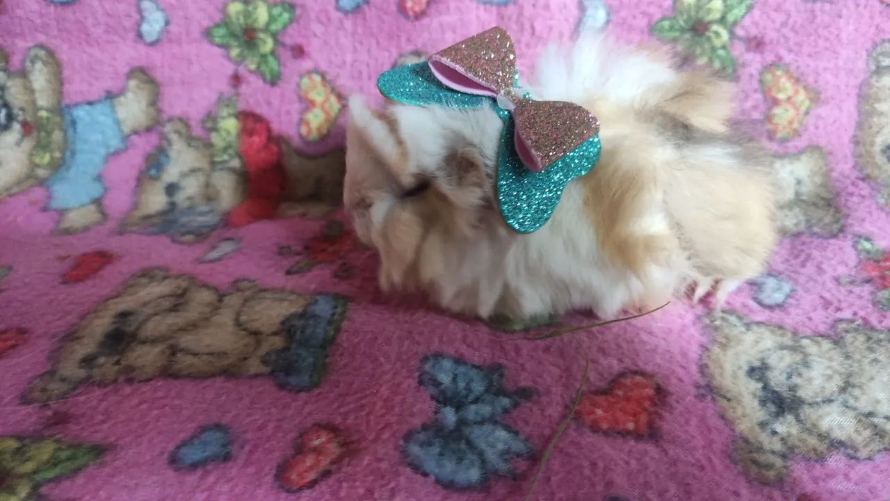 Porquinha da índia da raça peruana .