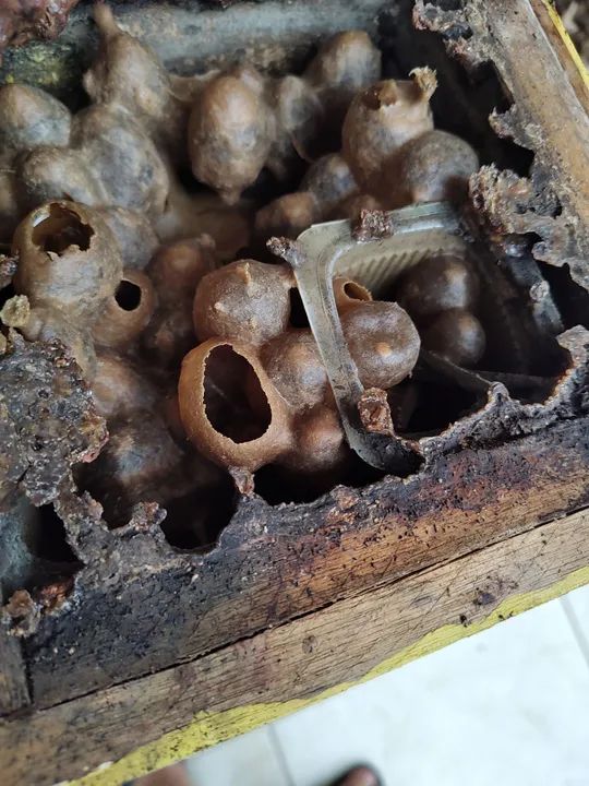 Matriz mandaçaia  - Foto 3