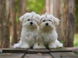 Maltês Cachorro Saudável Com Garantias Em Contrato