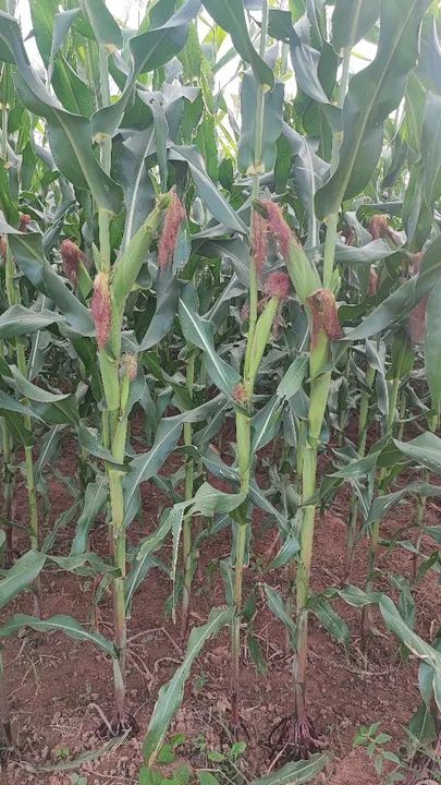 Silo Integral Hidrolândia  - Foto 3