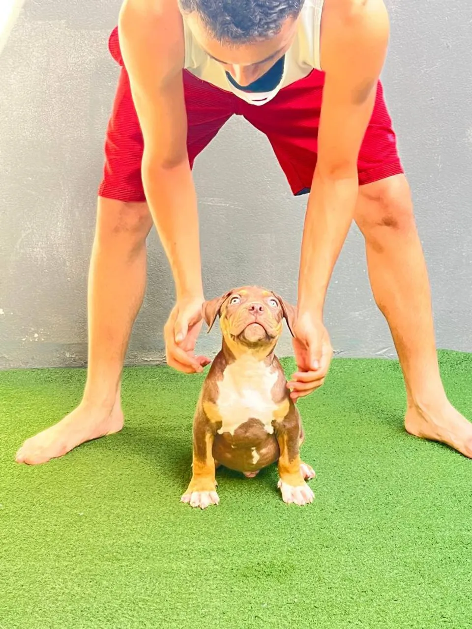 Filhote Pit Monster - Linda pelagem!