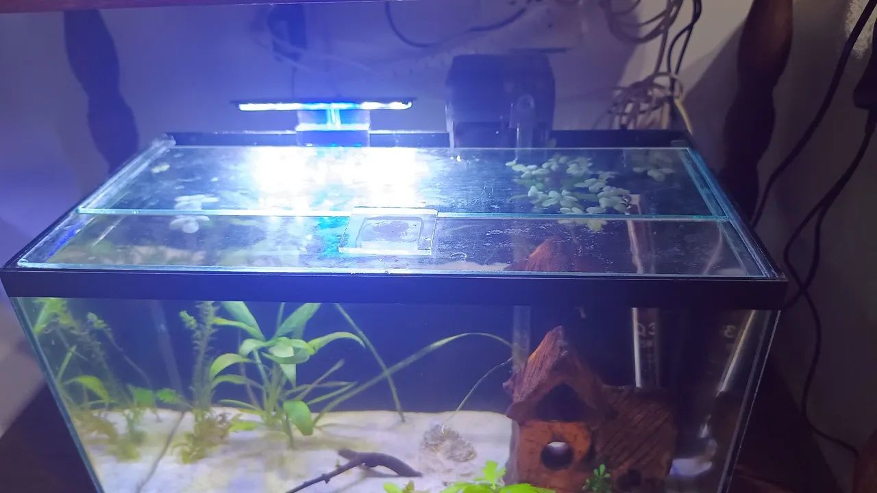 Aquário 20 Litros - Completo - Foto 3