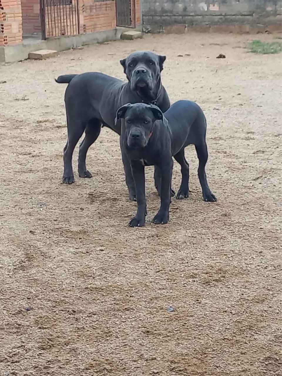 Filhote fêmea de cane corso - Foto 3