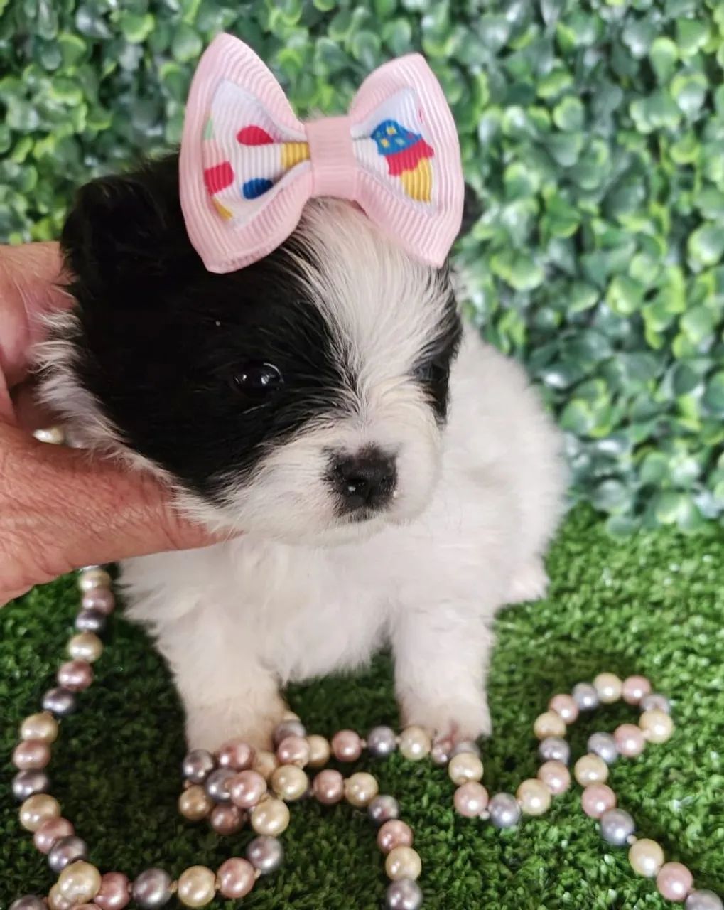 Spitz Alemão fêmea branco e preto para reserva  - Foto 3