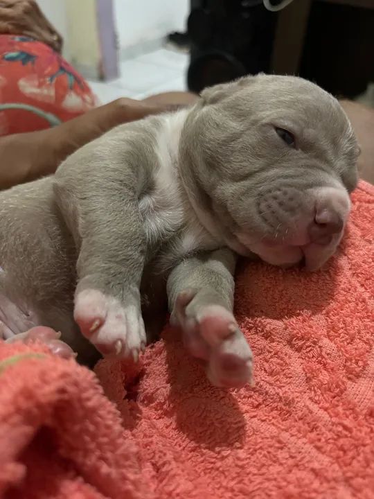 Pitbull filhote disponível - Foto 5