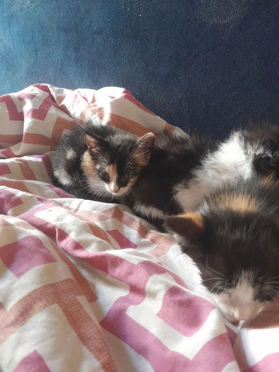 Gatinhos achados no terminal livramento faço entrega para teresina,Timom e altos - Foto 6