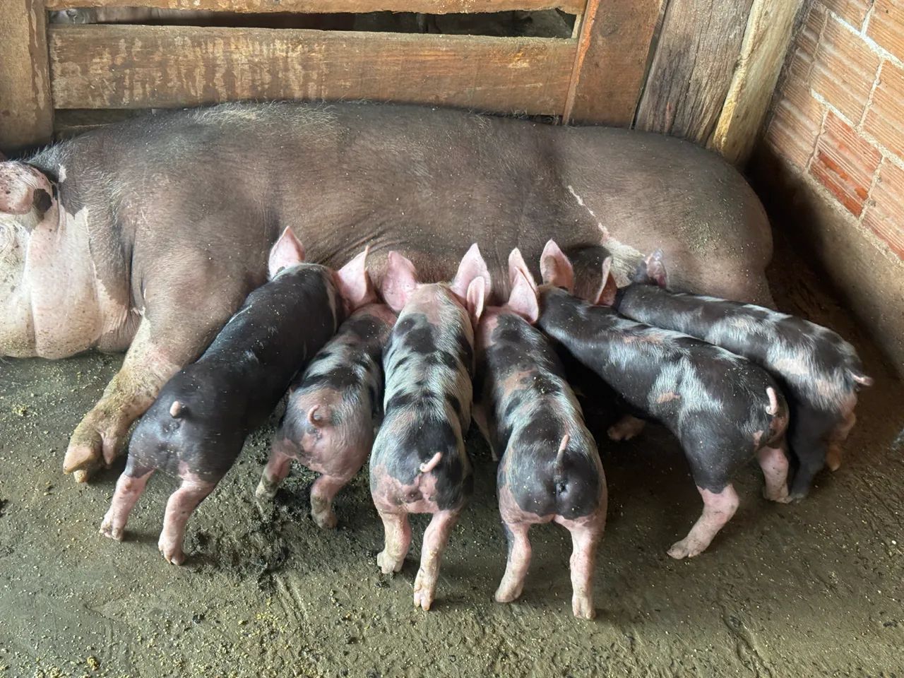 Leitoes pietrain  - Foto 3