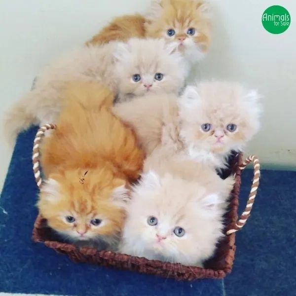 Persa ( olhar encantador ) 