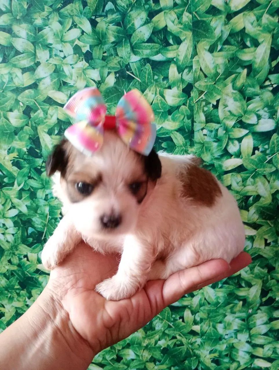 Shipoo fêmea  - Foto 5