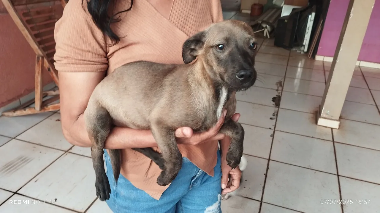Filhote de cachorro charmoso para adoção Fox paulistinha com pintcher