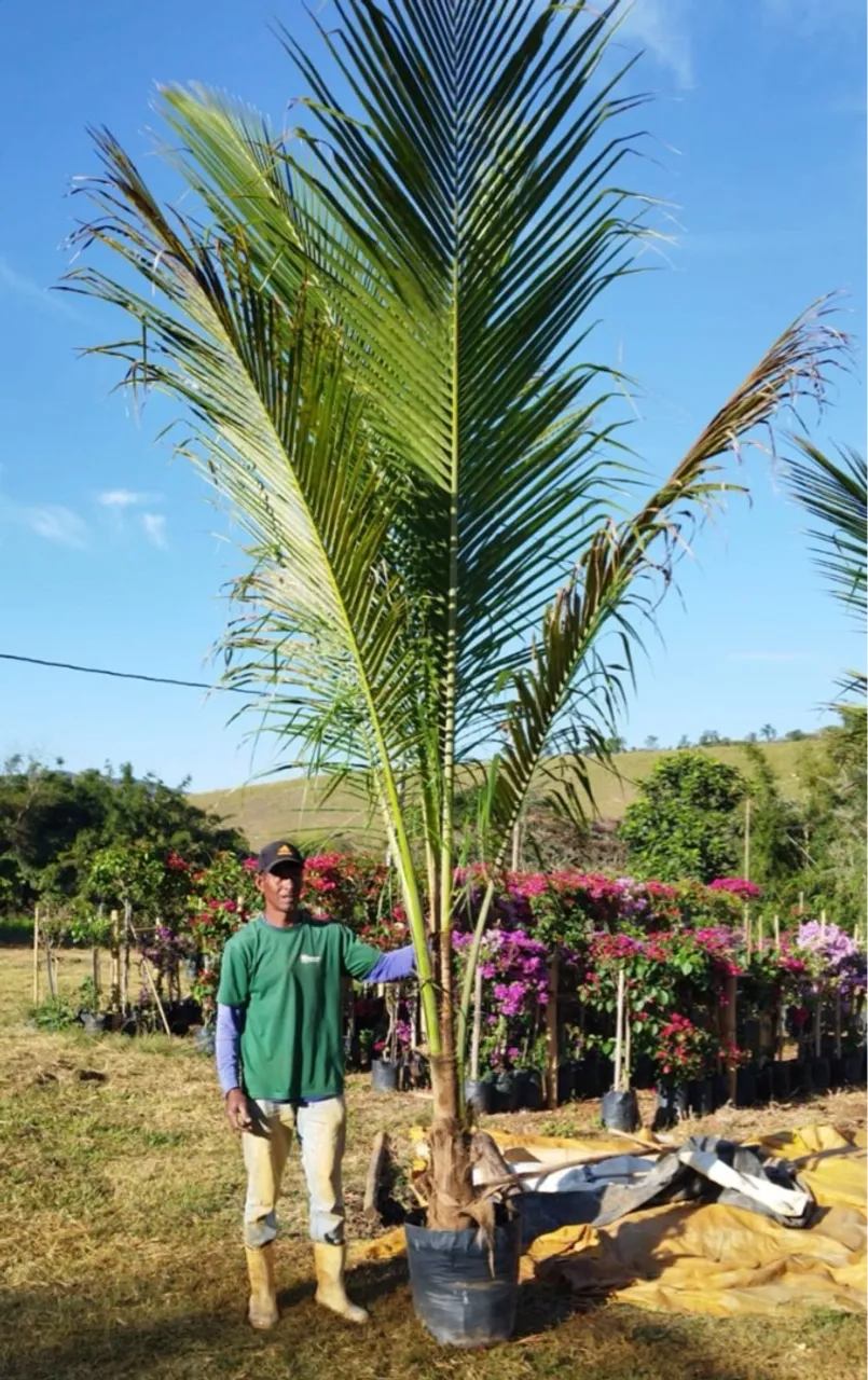 Coqueiro Anao
