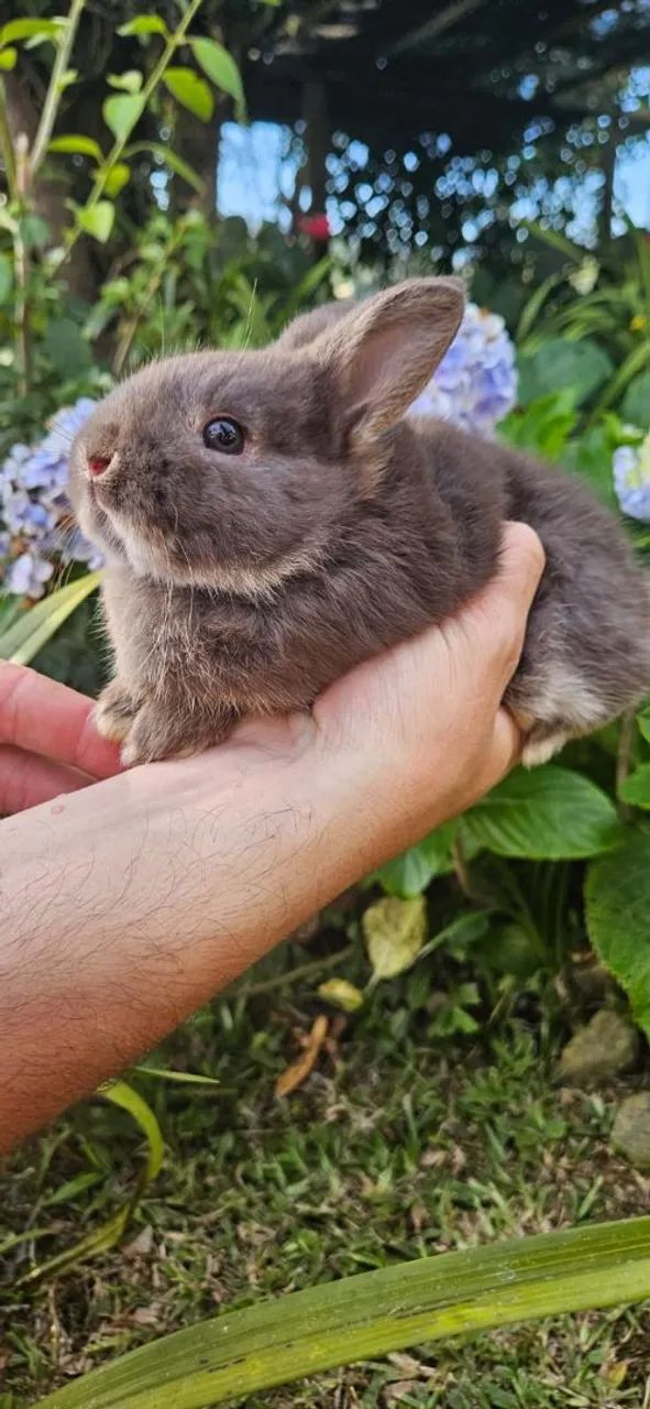 Coelho anão Netherland 