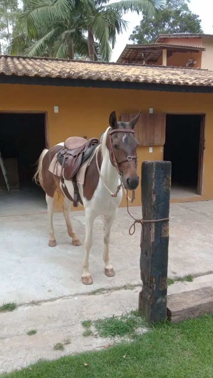 Cavalo femea egua mangalarga machadora