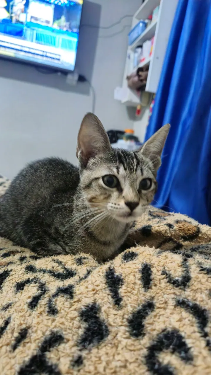 Gatinho filhote para adoção