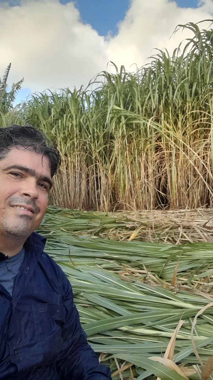 APROVEITE O INÍCIO DAS CHUVAS PLANTE BRS CAPIAÇU E KURUMI DA EMBRAPA  - Foto 2