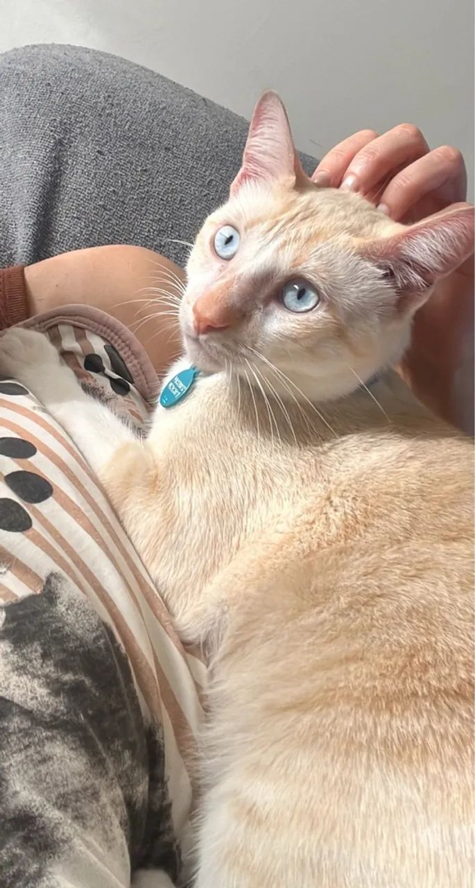 Gatinho perdido - R$ 1000,00 Recompensa! - Foto 2