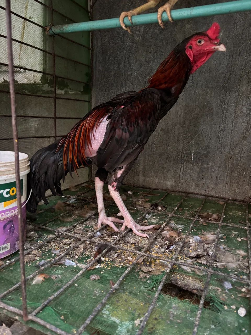 Vendia galos. Valor unitário. - Foto 4