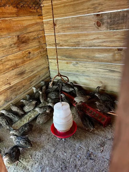 Lote de galinhas diversas - Foto 2