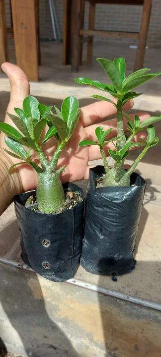 Rosa do deserto  - Foto 4