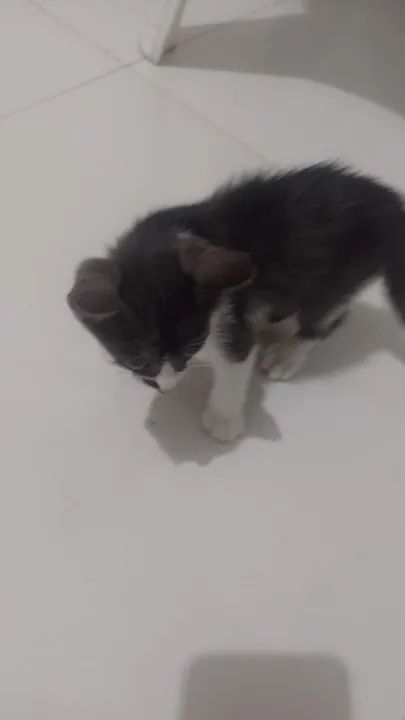 Estou doando duas gatinhas interessados ligar para * campos dos Goytacazes  - Foto 3