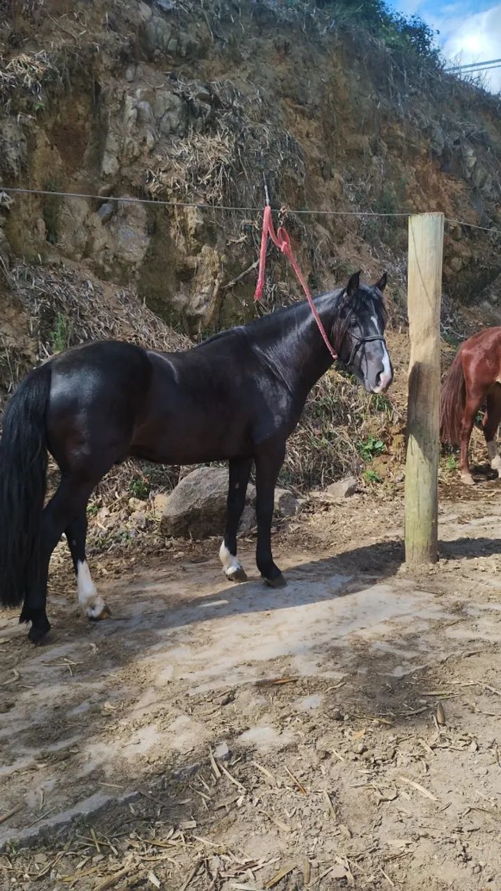 Cavalo crioulo com documento 