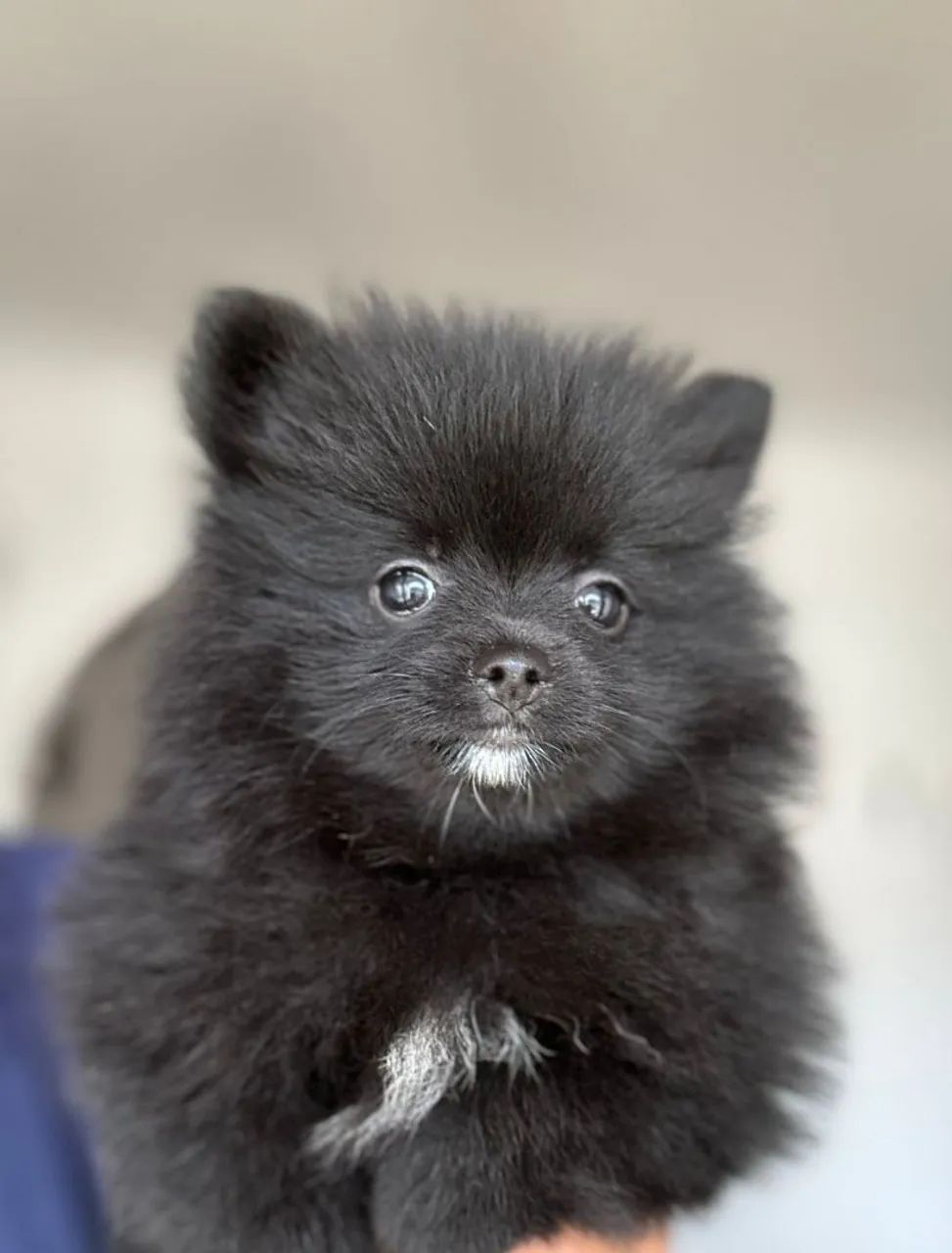 Filhotes Spitz Alemão Anão / Lulu da Pomerania  - Foto 4