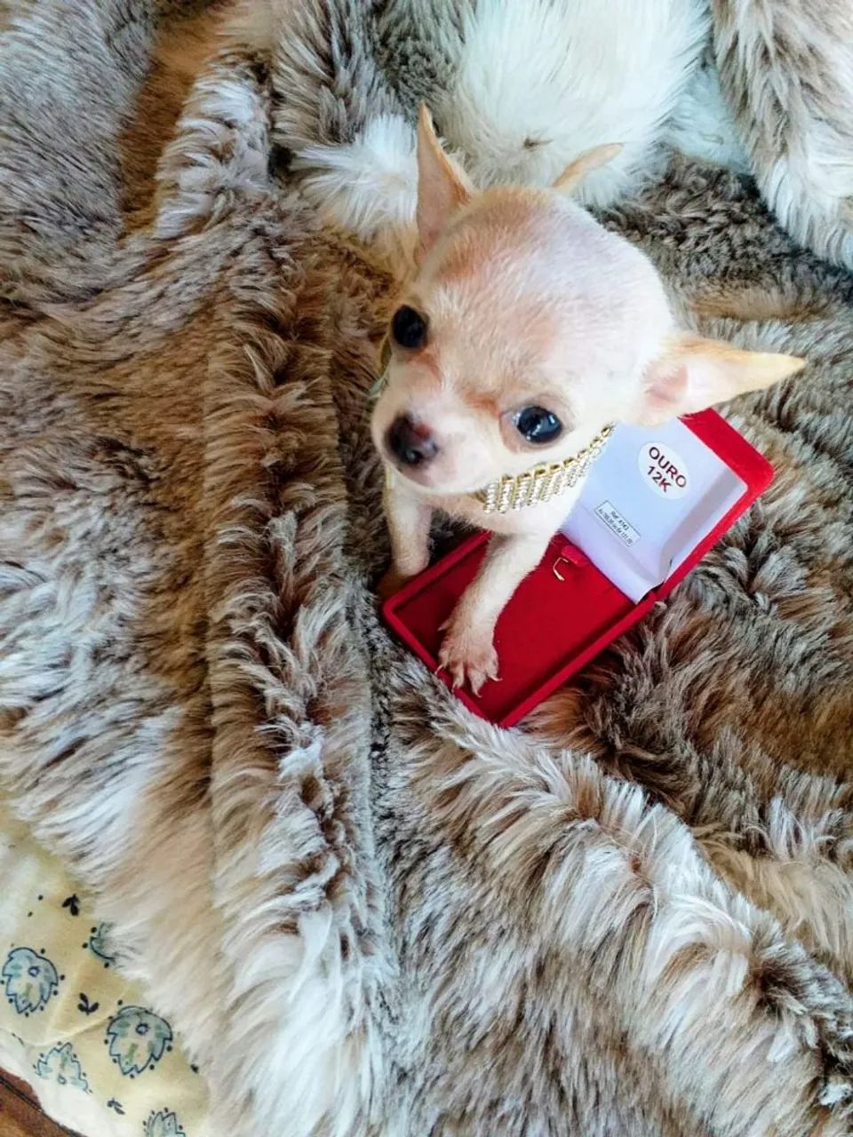 Chihuahua de Luxo micro de bolso  - Foto 3