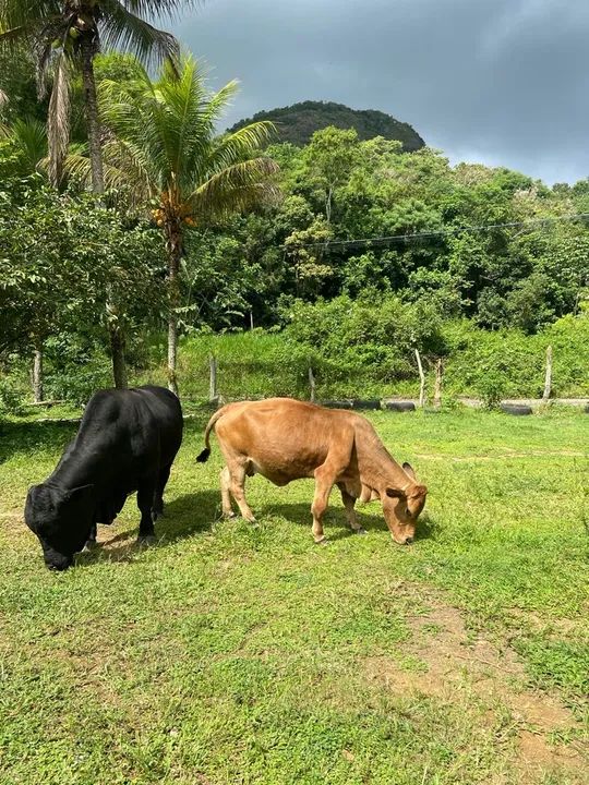 Casal de mini boi  - Foto 6