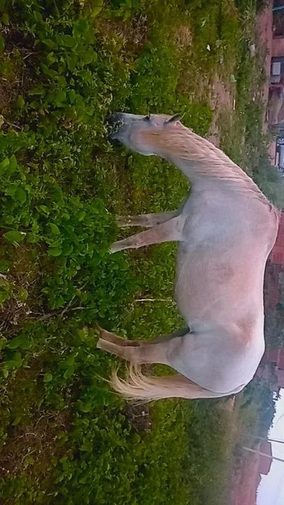 Égua mangalarga marcha picada  - Foto 2