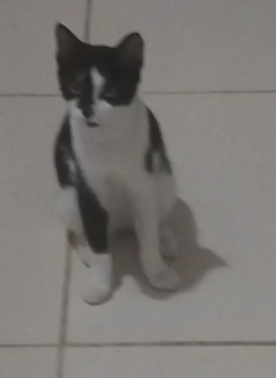 Gatinho adorável para adoção
