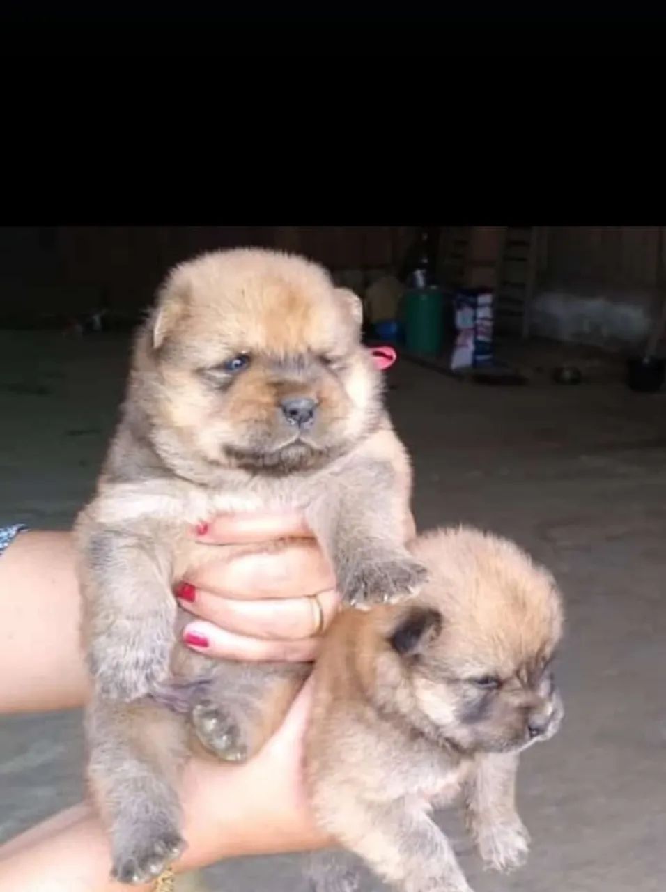 Filhote de Chow Chow 