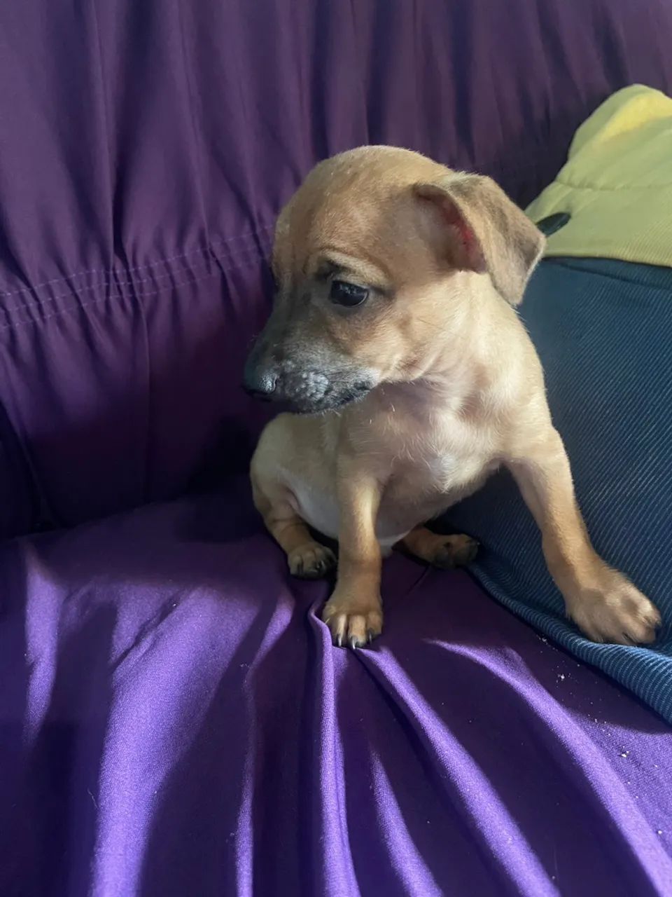 Filhote de pinscher machinho n2